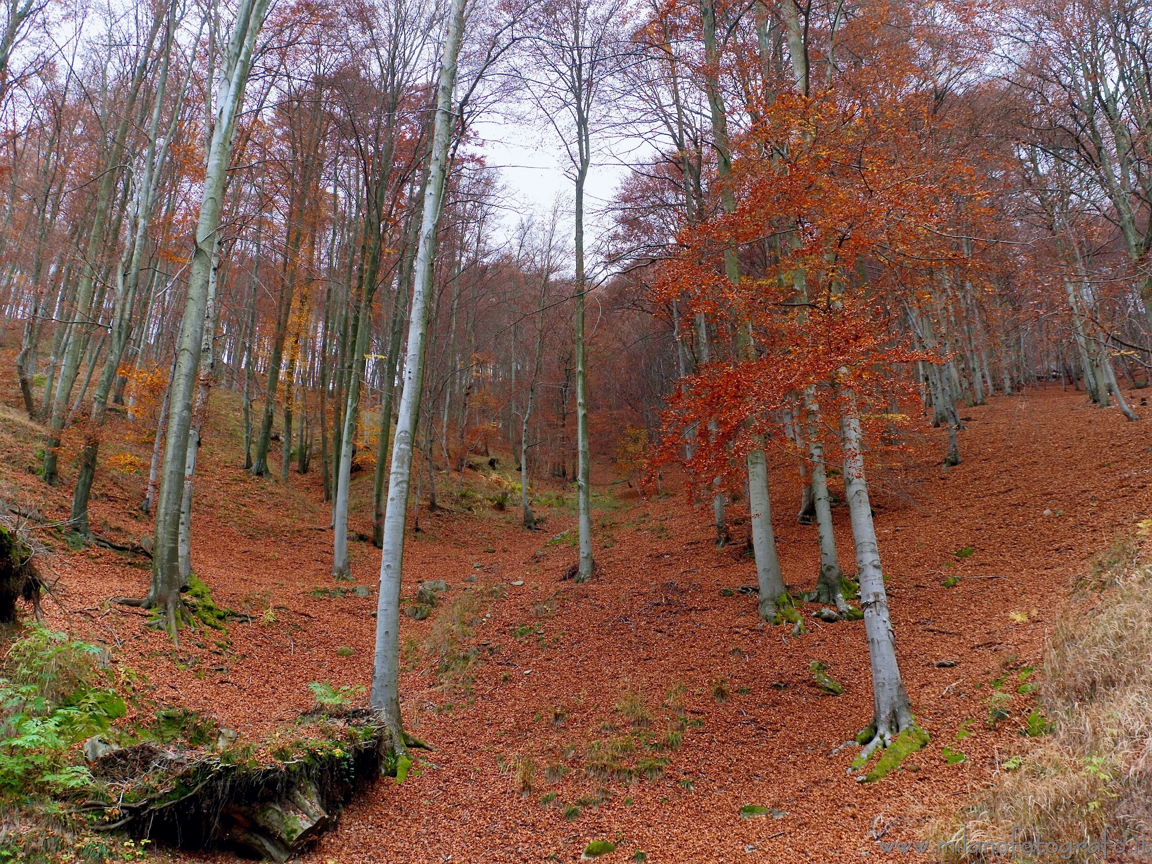 Campiglia Cervo (Biella, Italy) - Beech forest in autumn along the road toward the Sanctuary of San Giovanni of Andorno